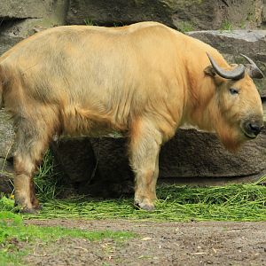 Golden takin (April 2018)