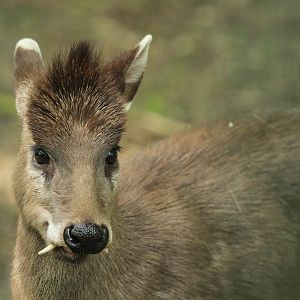 Siberian Musk Deer (April 2018)