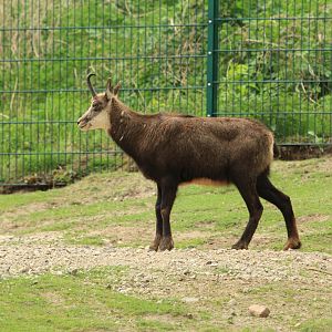 Alpian Chamois (April 2018)