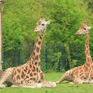 Rothschild's giraffe (April 2018)