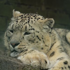 Snowleopard (April 2018)