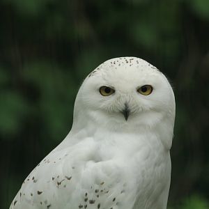 Snowy owl (April 2018)