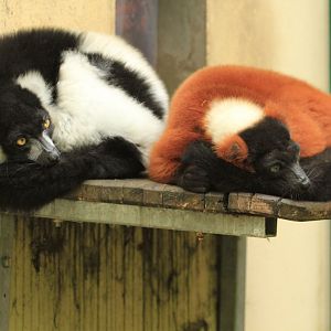 Black-and-white ruffed lemur and Red ruffed lemur (April 2018)