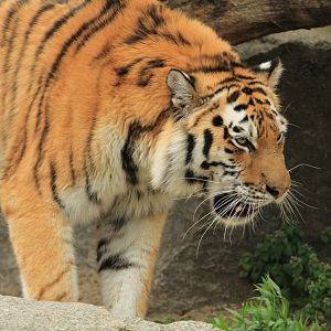 Amur tiger (April 2018)