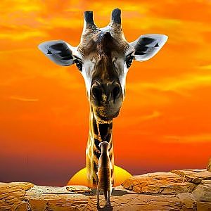 Zoo Tours | The African Journey