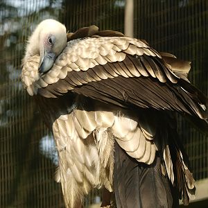 Himalayan griffon vulture?