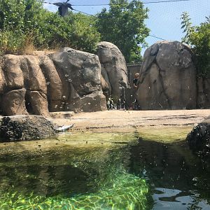 Robert and Mayari Pritzker Penguin Cove