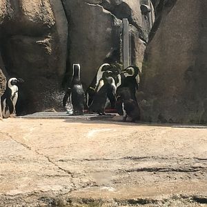 Robert and Mayari Pritzker Penguin Cove - African Black-Footed Penguin