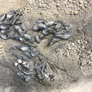 Robert and Mayari Pritzker Penguin Cove - Fake Mussels