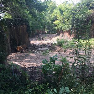 Regenstein African Journey - Red River Hog Exhibit