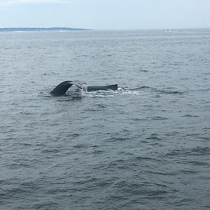 NE Aquarium Whale Watching