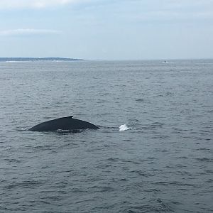 NE Aquarium Whale Watching