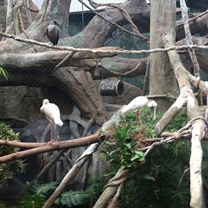 Regenstein African Journey - Birds