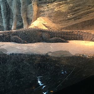 Regenstein African Journey - Dwarf Crocodile