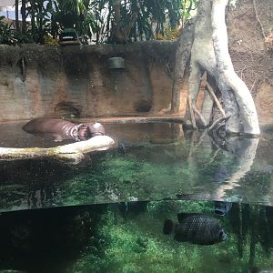 Regenstein African Journey - Pygmy Hippo/Zebra Tilapia Exhibit