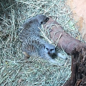 Regenstein African Journey - Meerkats