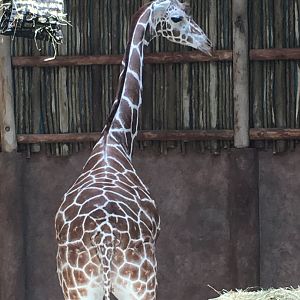 Regenstein African Journey - Rothschild's giraffe