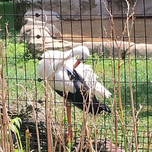 Regenstein Birds of Prey - White Stork