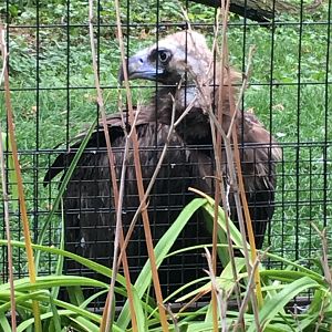 Regenstein Birds of Prey - Eurasian Black Vulture #2