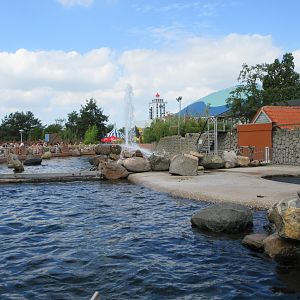 Steller's Sea Lion Exhibits (two of them)