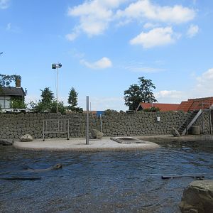 Steller's Sea Lion Exhibit