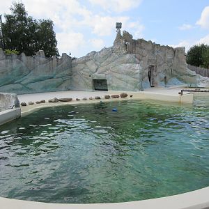 Harbour Porpoise Exhibit