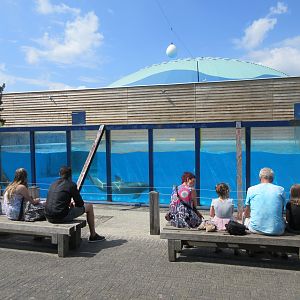 Dolphin Pool (connected to dome)