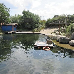 Harbour Seal Exhibit