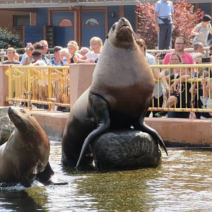 Steller's Sea Lions