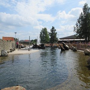 Steller's Sea Lion Exhibit