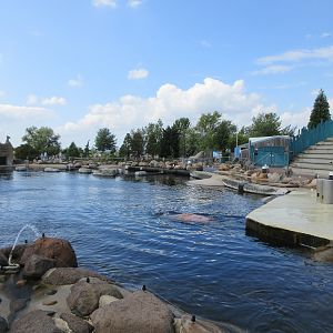 Pacific Walrus Exhibit