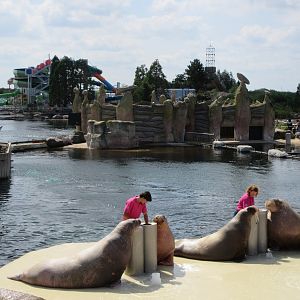 Pacific Walrus Show