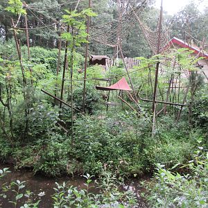 Yellow-breasted Capuchin Exhibit (thick with foliage)