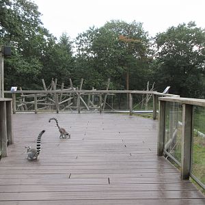 Bonobo Exhibit - viewing deck