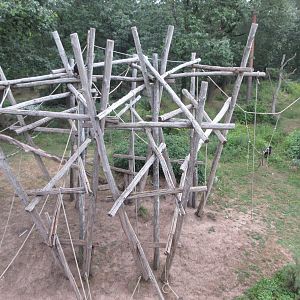 Bonobo Exhibit (only a small portion)