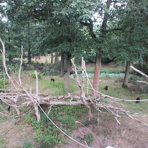 Bonobo Exhibit (only a small portion)