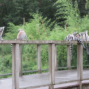 Bonobo Exhibit - viewing deck
