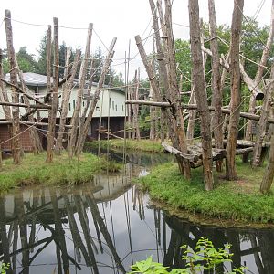Bornean Orangutan Exhibit (4 islands)