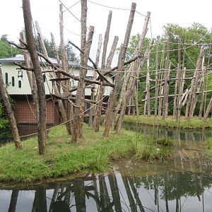 Bornean Orangutan Exhibit (4 islands)