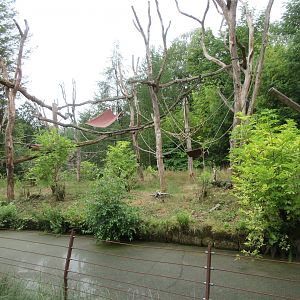 Northern Talapoin Monkey Exhibit