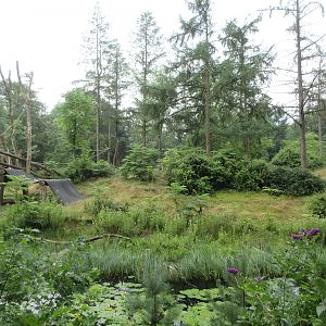 2.5-acre Lowland Gorilla Exhibit