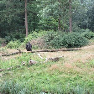 2.5-acre Lowland Gorilla Exhibit
