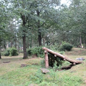 2.5-acre Lowland Gorilla Exhibit