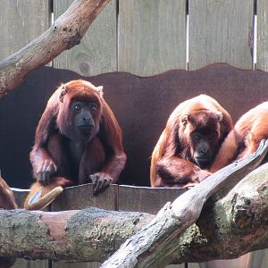 Red Howler Monkeys