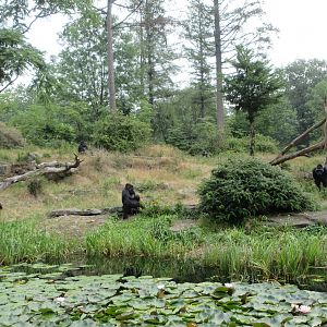 Lowland Gorilla Exhibit - Feeding Session