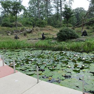 Lowland Gorilla Exhibit - Feeding Session