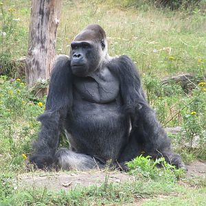 Lowland Gorilla