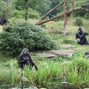 Lowland Gorilla Exhibit - Feeding Session