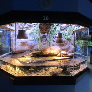 Turtle Tank