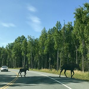 Moose - Alaska